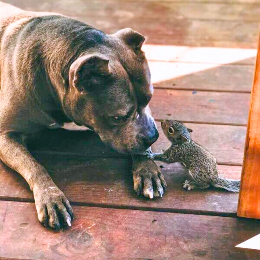 You are currently viewing Orphaned Squirrel Picks a Pit Bull as His Mom—and She’s All In