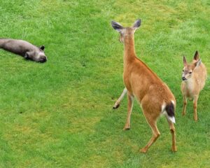 Read more about the article Animals Show the Funniest Side of Nature: Playful Otter Surprises Deer Family