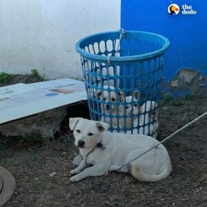 Read more about the article Dog and Puppies Rescued From Laundry Basket After Being Abandoned