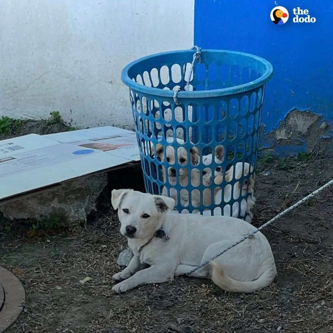 Read more about the article Dog and Puppies Rescued From Laundry Basket After Being Abandoned