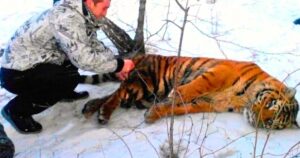 Read more about the article Tiger Rescue: Clever Wild Tiger Approaches Man for Help and Gets a New Chance at Life