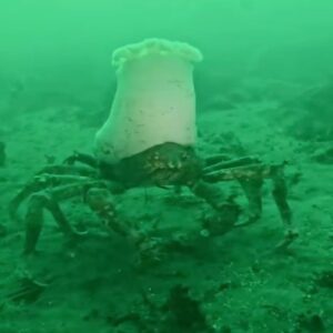 Read more about the article Scuba Diver Stunned to See Moss Crab Wearing a Giant ‘Chef’s Hat’