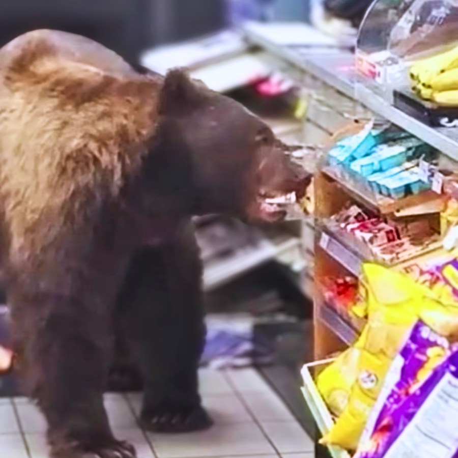 You are currently viewing Brown Bear Walks Into California 7-Eleven for Candy Bars—And Comes Back for More