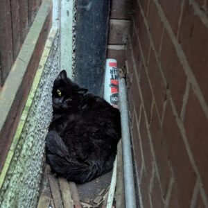 Read more about the article Cat Rescue: Mama and Kittens Saved After Being Trapped Between Wall and Fence