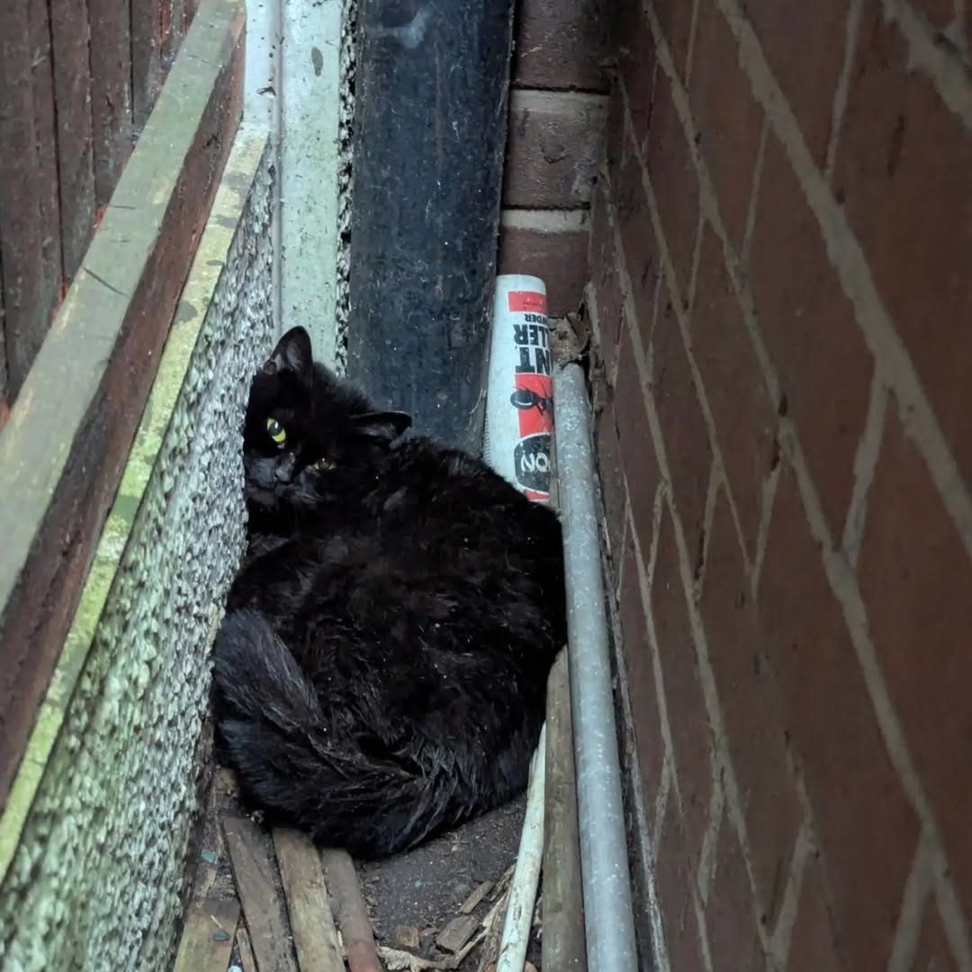 You are currently viewing Cat Rescue: Mama and Kittens Saved After Being Trapped Between Wall and Fence