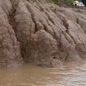Read more about the article Boaters Spot ‘Log’ in River — Rescue a Baby Amazonian Manatee