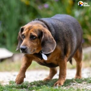 Read more about the article Shelter Staff Heartbroken as Strangers Mock Overweight Beagle — But She Finds Her Forever Home