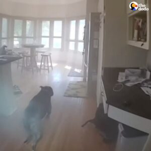 Read more about the article Dog Trapped in Burning Home Leads Police to Safety With His Leash