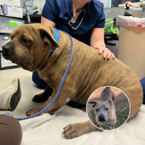 Read more about the article Shelter Dog With Saddest Eyes Sheds 45 Pounds to Find His Happy Ending