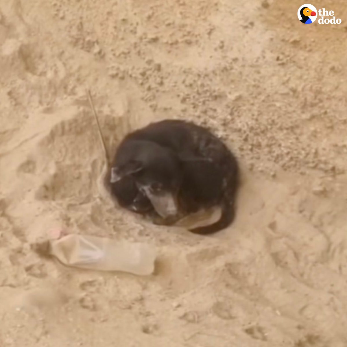 You are currently viewing Cyclist Becomes ‘Angel’ After Rescuing Dog Abandoned in the Desert
