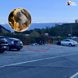 Read more about the article Couple Drops Everything After Finding Five Fluffy Siblings Left To Die In Parking Lot