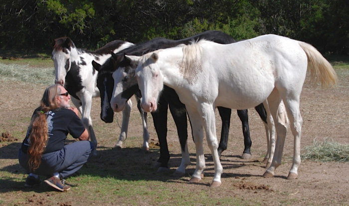 You are currently viewing At 86, Willie Nelson Rescued 70 Horses From Slaughter—Now They Roam Free on His Texas Ranch