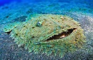 Read more about the article Carpet Shark: The Master of Disguise on the Ocean Floor
