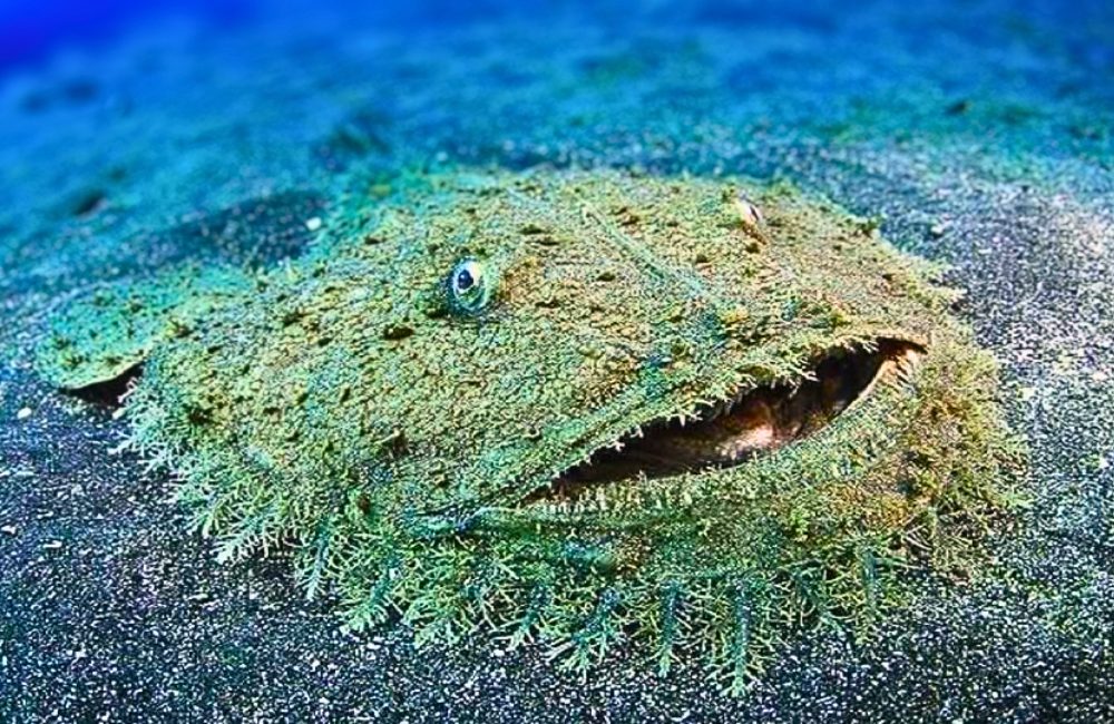 You are currently viewing Carpet Shark: The Master of Disguise on the Ocean Floor