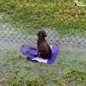 Read more about the article Puppy Waits in Flooded Field, Believing His Person Will Return — Then Finds a Forever Home