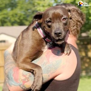 Read more about the article Foster Dog ‘Too Scared To Walk’ Finds Confidence and Love With Her Foster Family