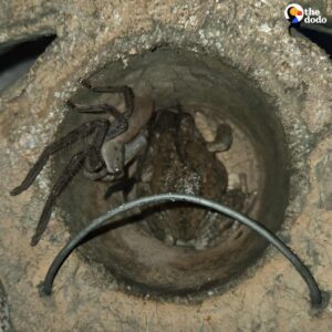 Read more about the article Woman Discovers Frog and an Unlikely Spider Friend Living Together in Her Wall Art