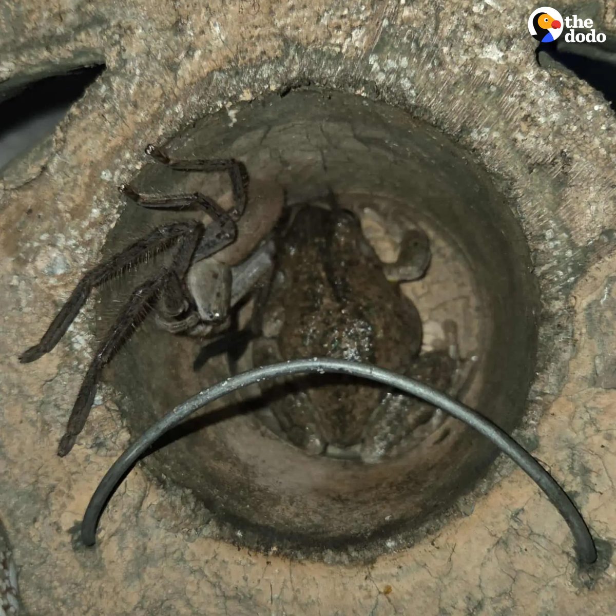 You are currently viewing Woman Discovers Frog and an Unlikely Spider Friend Living Together in Her Wall Art