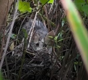 Read more about the article Kitten Rescue: Tiny Eyes in a Flooded Marsh Lead to a Life-Saving Mission