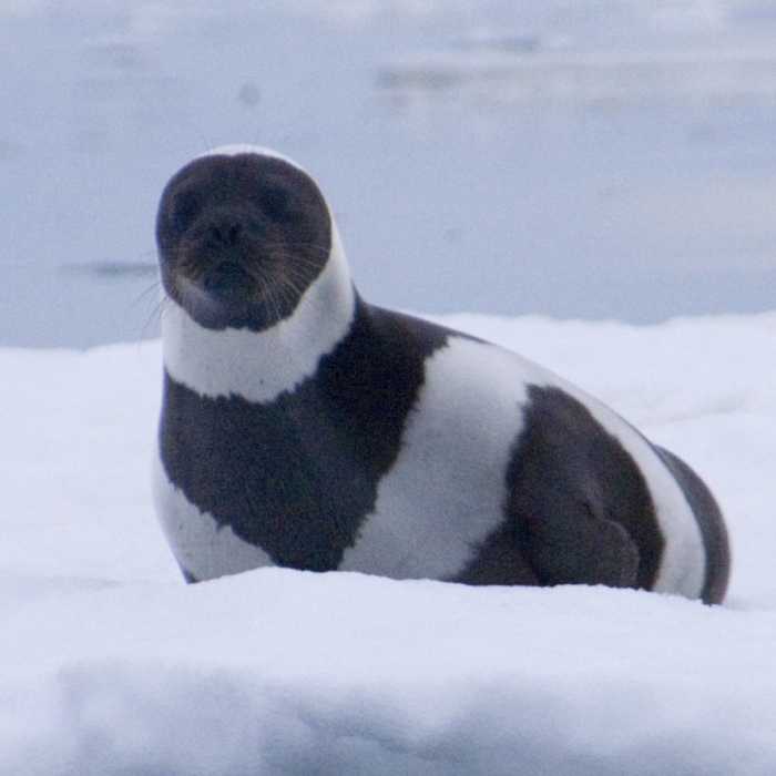 You are currently viewing Rare Ribbon Seal With Stunning Stripes Spotted on Washington Beach
