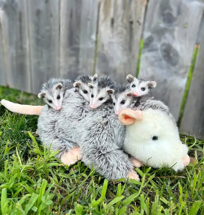 You are currently viewing Orphaned Opossum Babies Find Comfort With a “Plush Mom” After Tragic Loss