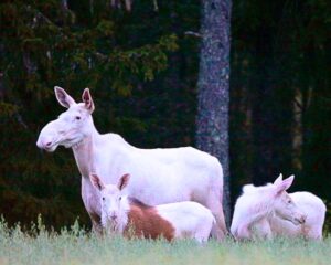 Read more about the article Pure White Moose Twins Make a Rare, Enchanting Appearance in Norway