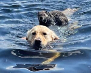 Read more about the article The Day a Sweet Dog Became a Woodchuck’s Unexpected Lifeguard