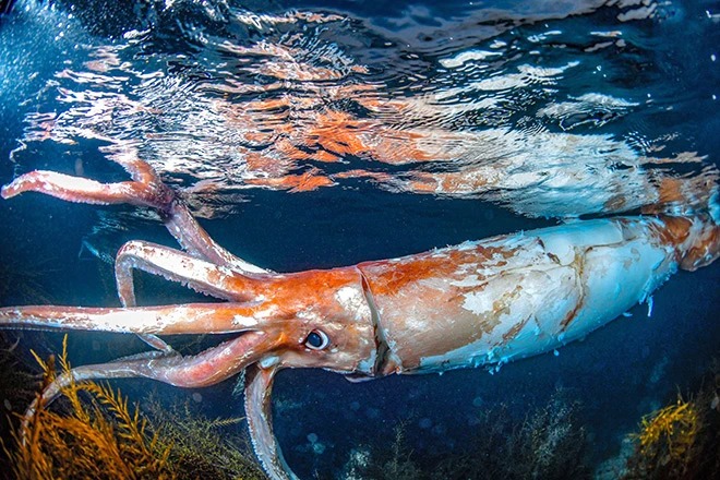 You are currently viewing Giant Squid Stuns Divers in Japan’s Toyama Bay — A Rare 8-Foot Sea Monster Caught on Camera