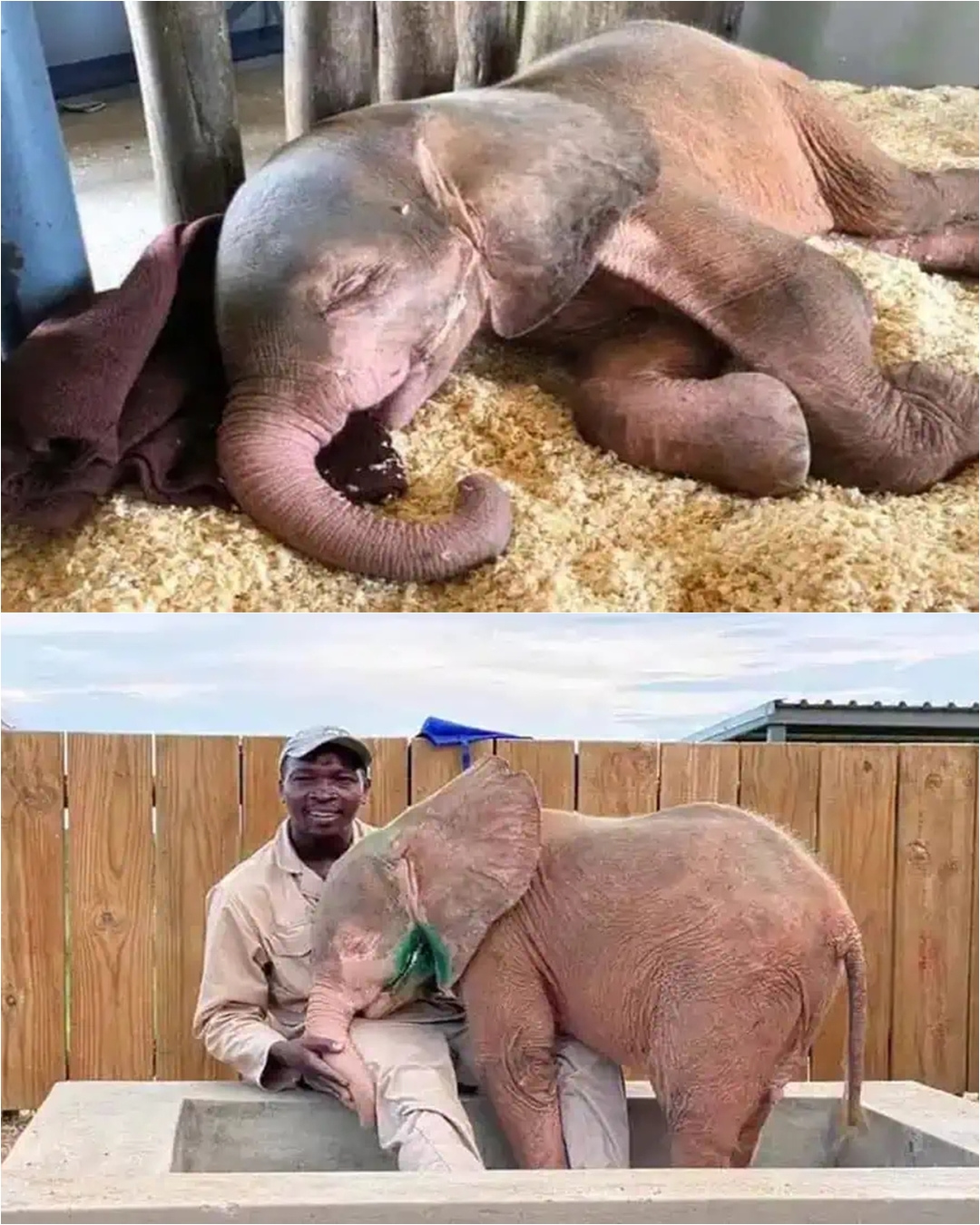 You are currently viewing Khanyisa’s Fight for Life: A Story of Hope from a South African Elephant Sanctuary