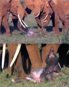 Read more about the article A Circle of Life: How an Elephant Herd Teaches Us Everything About Family