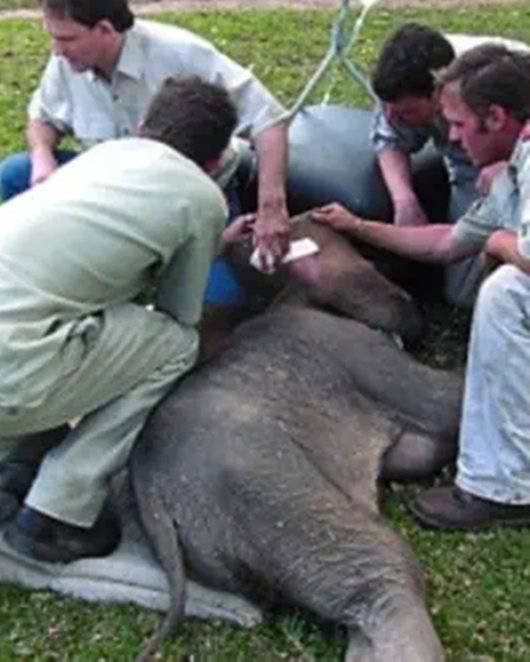 You are currently viewing The Elephant Whisperer: Lawrence Anthony’s Incredible Story of Trust