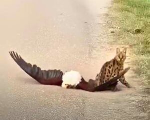 Read more about the article Bald Eagle vs Wild Cat: Prey Failure Caught on Video