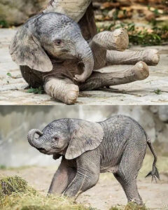 Read more about the article Elephant Calf Hope: A Tiny Giant Takes Her First Steps at World’s Oldest Zoo