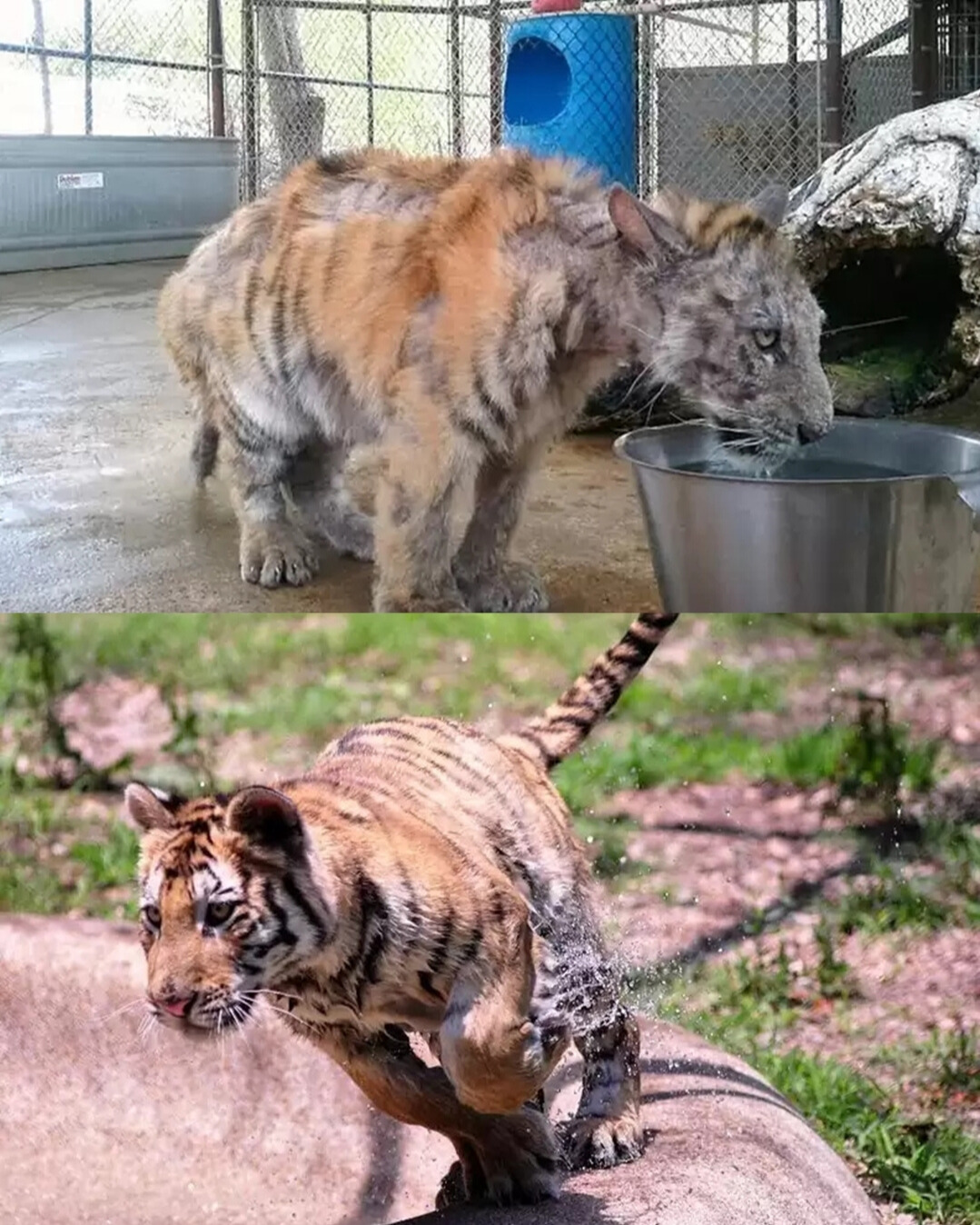 You are currently viewing Asha’s Second Chance: The Heartbreaking Story of a Rescued Circus Tiger
