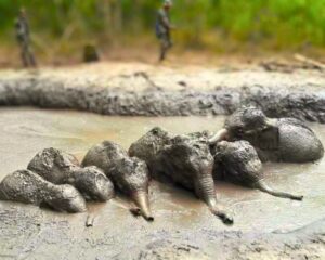 Read more about the article Baby Elephants Rescue: Park Rangers Save Six Trapped in Mud