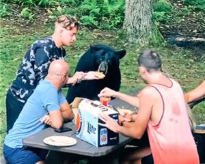 Read more about the article Wildlife Encounter in Maryland: Black Bear Joins Family Picnic in Nature’s Heart