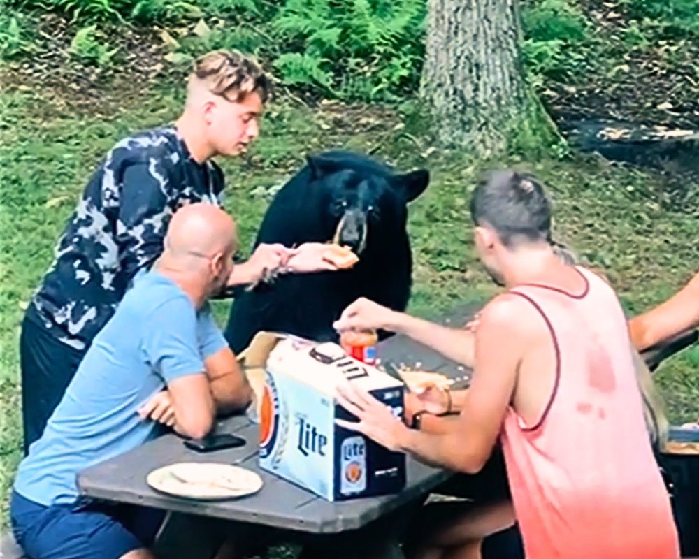 You are currently viewing Wildlife Encounter in Maryland: Black Bear Joins Family Picnic in Nature’s Heart