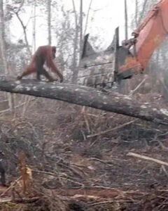Read more about the article Heartbreaking Video: Brave Orangutan Defends Home Against Excavator