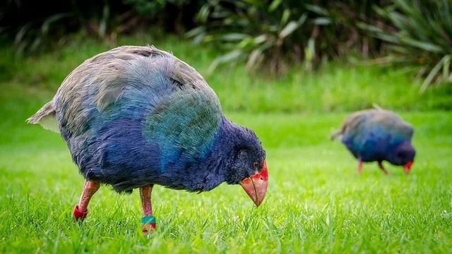 You are currently viewing “Extinct” Prehistoric Bird Returns to New Zealand’s Wild