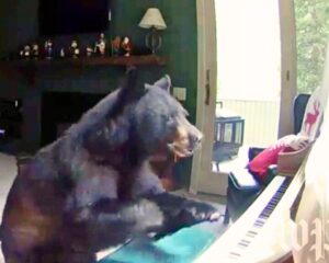 Read more about the article Wildlife Surprise: Bear Breaks Into Colorado Home and Plays the Piano