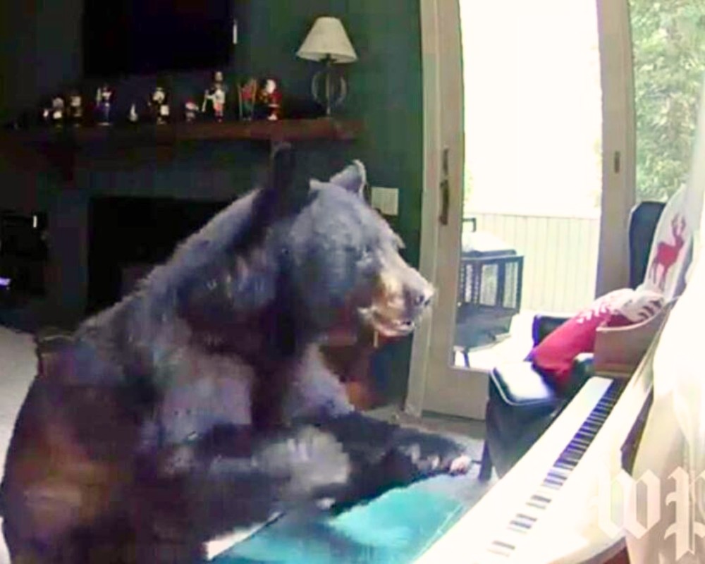 You are currently viewing Wildlife Surprise: Bear Breaks Into Colorado Home and Plays the Piano