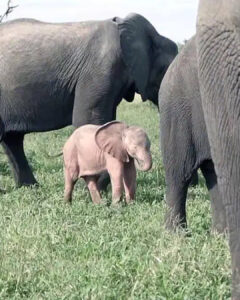Read more about the article Incredible Pink Elephant Calf: A Rare Miracle Spotted in the Wild