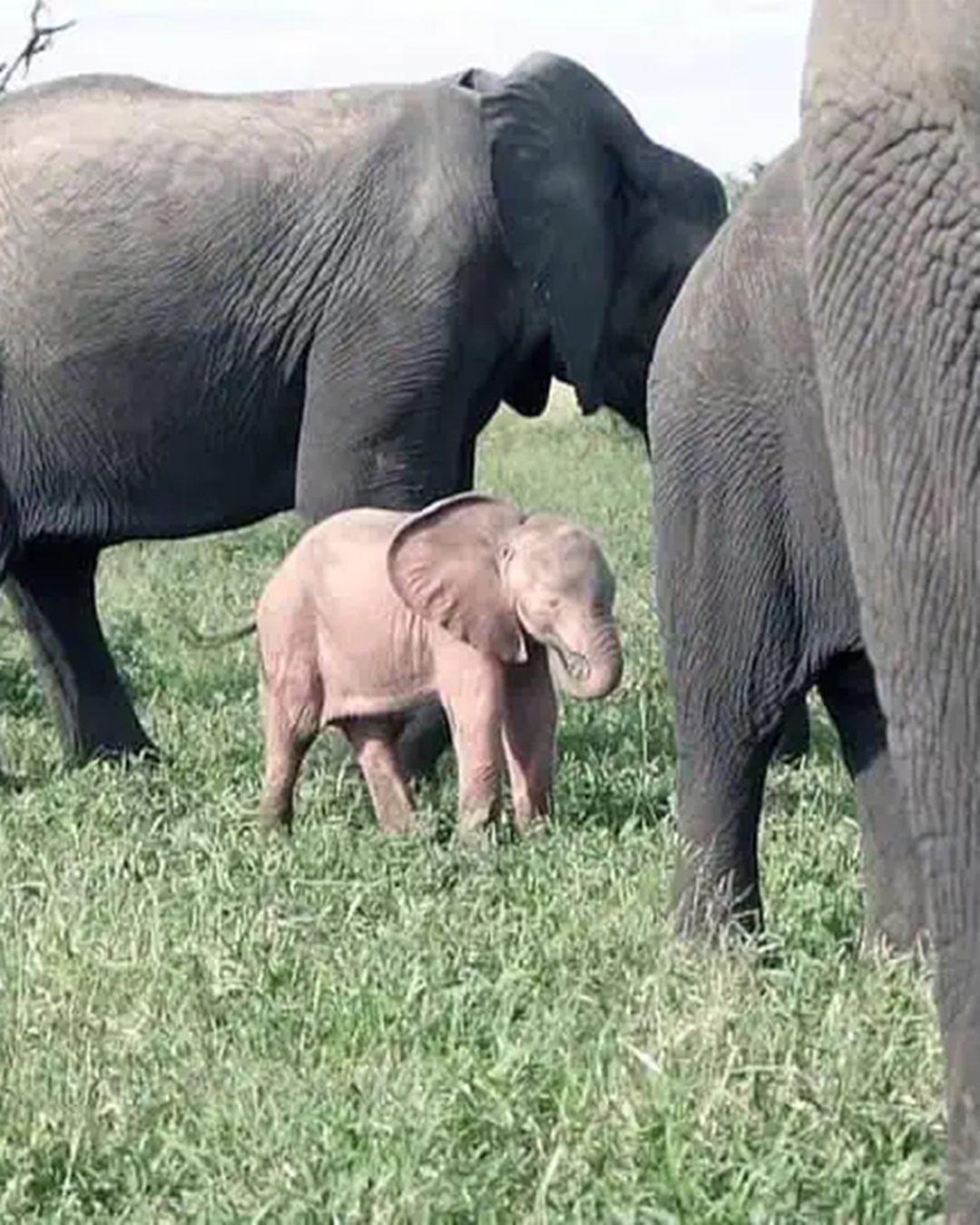 Read more about the article Incredible Pink Elephant Calf: A Rare Miracle Spotted in the Wild