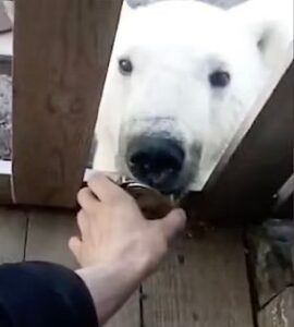 Read more about the article Starving Polar Bear Rescued After Getting Tongue Stuck in Tin Can