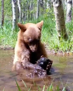 Read more about the article Tamarack’s Journey: Incredible Story of the Rescued Bear Cub Who Escaped to Freedom