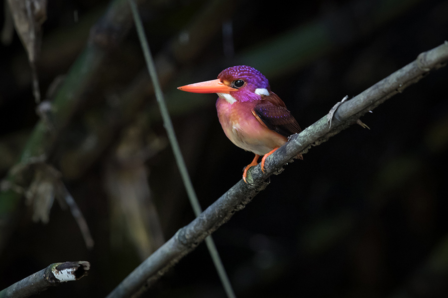 Read more about the article Rescue of Beauty: Dwarf Kingfisher Rediscovered in the Philippines After 130 Years
