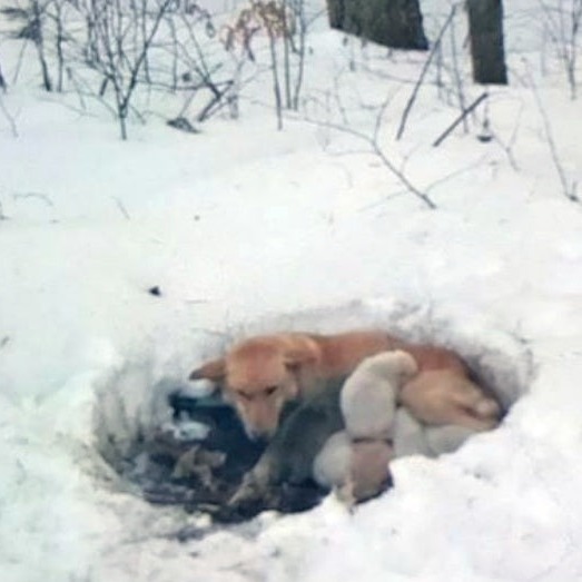 Read more about the article Mother Dog Digs Into Snow and Saves Her Puppies
