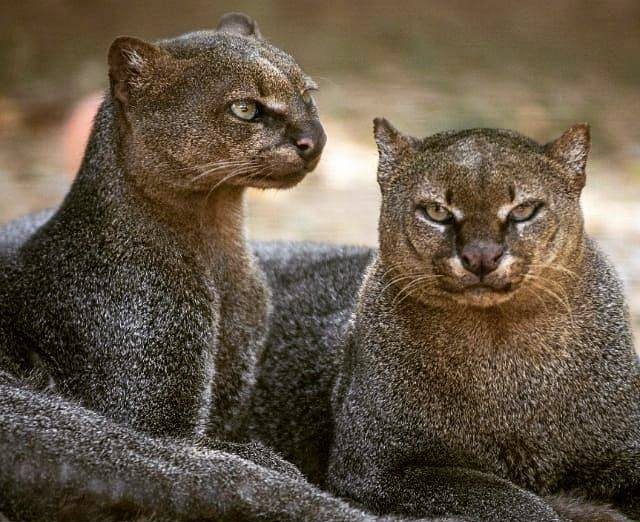 You are currently viewing The Mysterious Jaguarundi: The Yapping Cat Missing from the U.S. Since 1986