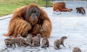 Read more about the article Orangutan Family Forms a “Very Special Bond” with Otters at Belgian Zoo — A Heartwarming Tale of Friendship and Enrichment