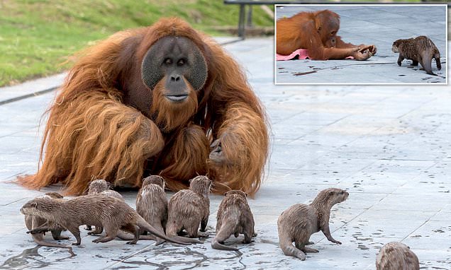 Read more about the article Orangutan Family Forms a “Very Special Bond” with Otters at Belgian Zoo — A Heartwarming Tale of Friendship and Enrichment